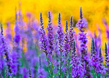 《WWE® 2K22》小丑卡包可不是开玩笑的